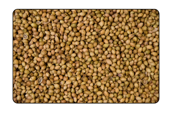 Coriander Seeds